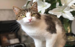 Mixed Breed cats for sale: Female tabby - Image 2