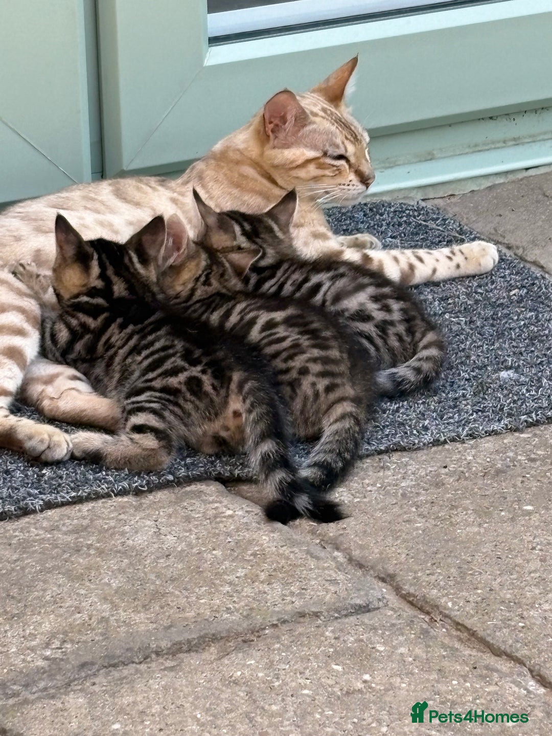 Bengal cats for sale: Stunning Bengal Kittens - Image 14