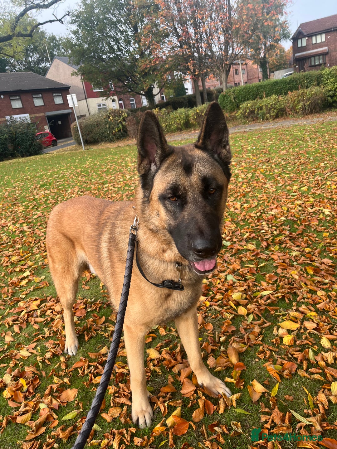 Mixed Breed dogs for sale: Blitz - Advert 8