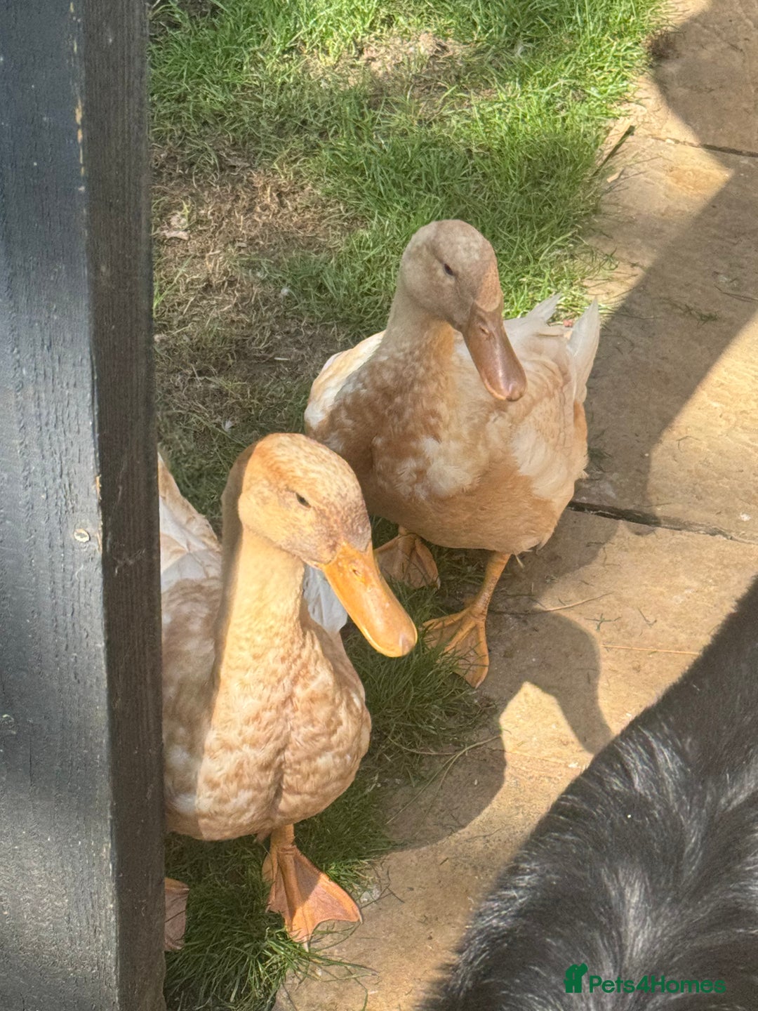 Ducks poultry for sale: Rare Buff Orpington Ducks For FREE to good home - Image 7