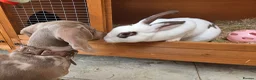 Rex rabbits for sale: Gorgeous broken chocolate vm Mini Rex - Advert 3