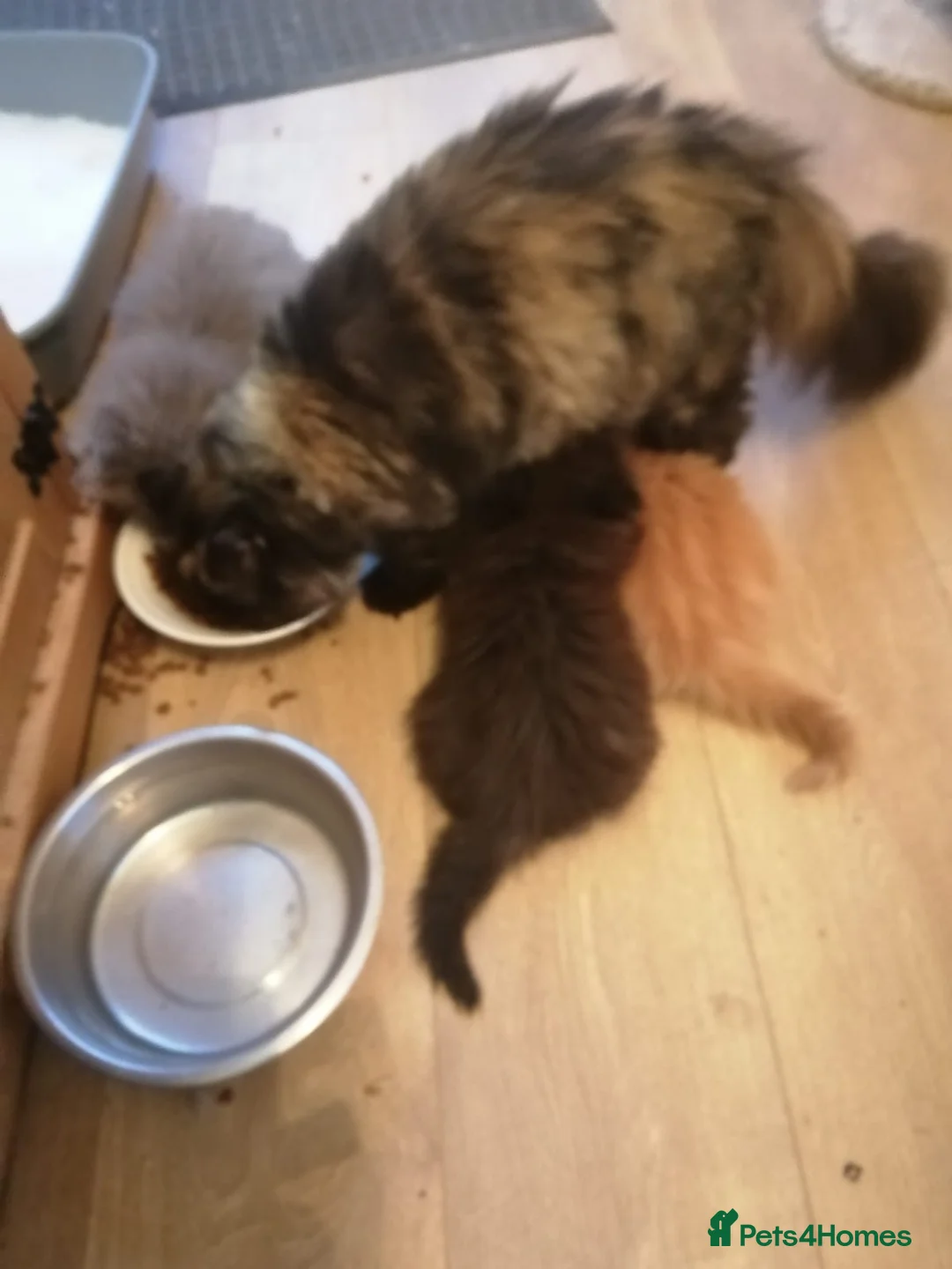 Persian cats for sale: Beautiful Persian babies - Advert 14