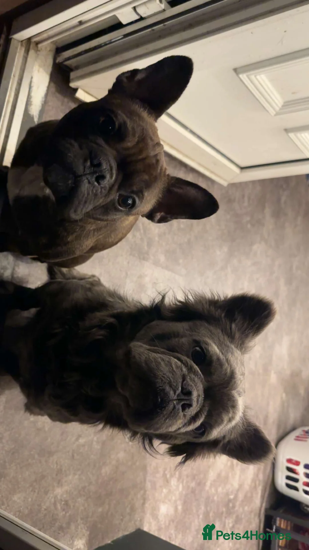 French Bulldog dogs for stud: Visual blue fluffy frenchie for stud  in Dunfermline - Advert 2