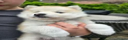 Pomsky dogs for sale: ​3 Stunning Blue-Eyed Pomsky Princesses in Addlestone - Advert 25