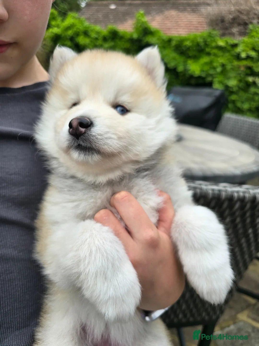 Pomsky dogs for sale: ​3 Stunning Blue-Eyed Pomsky Princesses - Advert 33