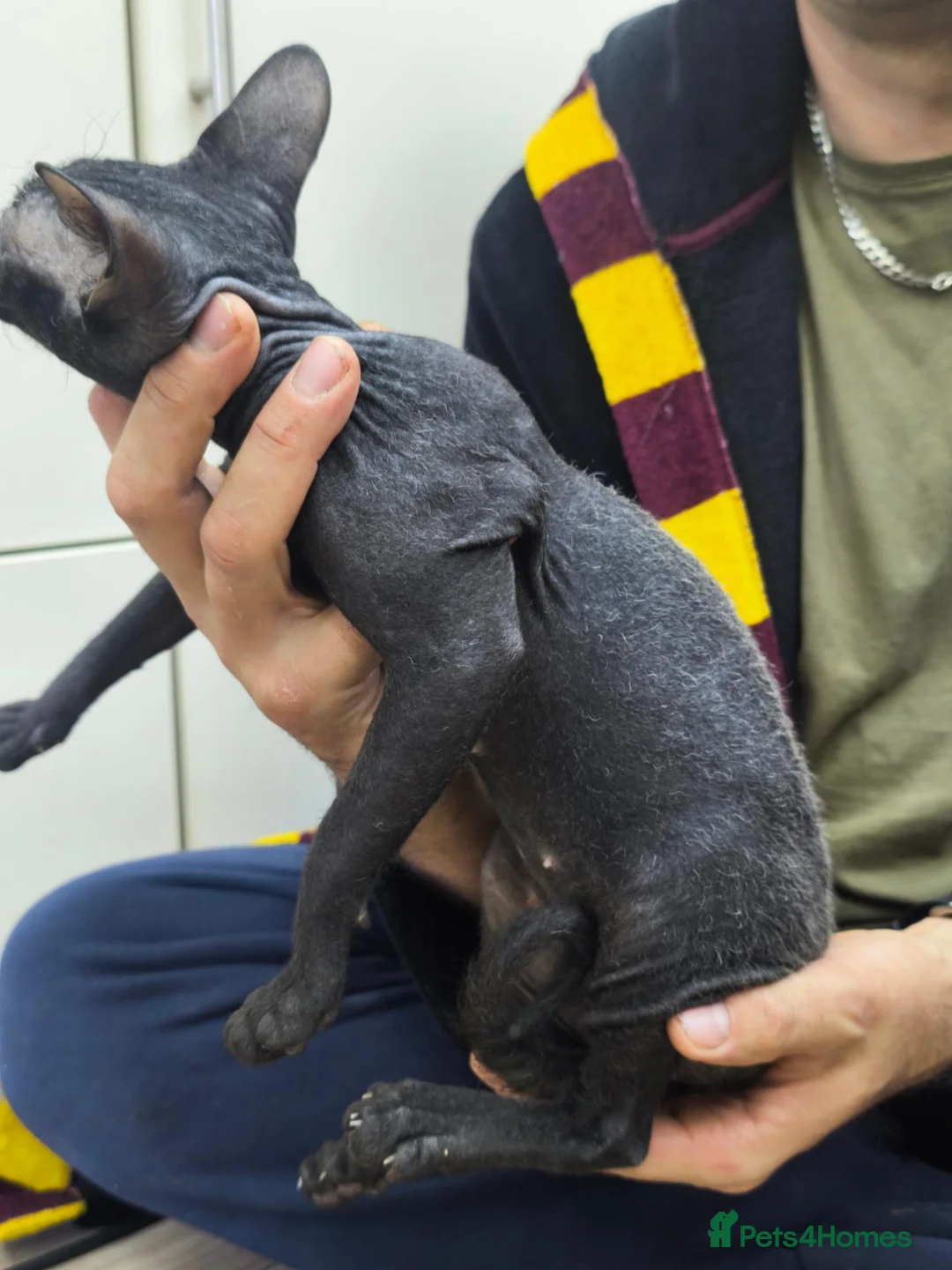 Mixed Breed cats for sale: Mixed sphynx kittens for sale  - Advert 15