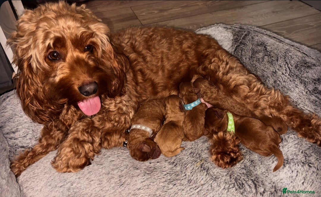 Cockapoo dogs for sale: F1b cockapoo - Advert 2