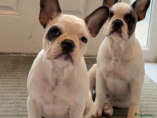 French Bulldog dogs - Advert 4