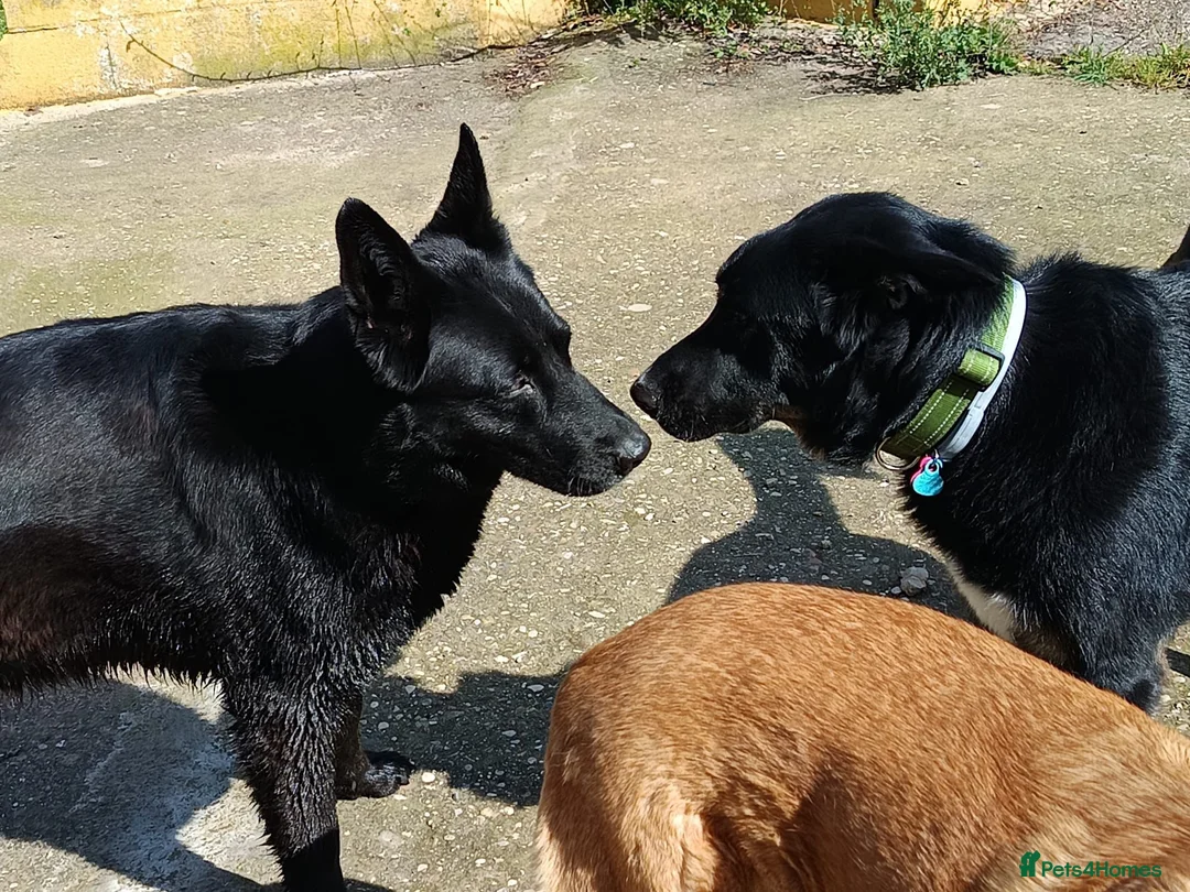 Mixed Breed dogs for adoption: 🐶 Bingo the perfect family companion ❤️  - Advert 9