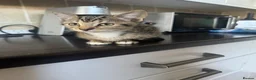 Mixed Breed cats for sale: Gorgeous Kittens  - Advert 4