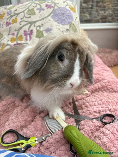 Gallery Image {{count}}