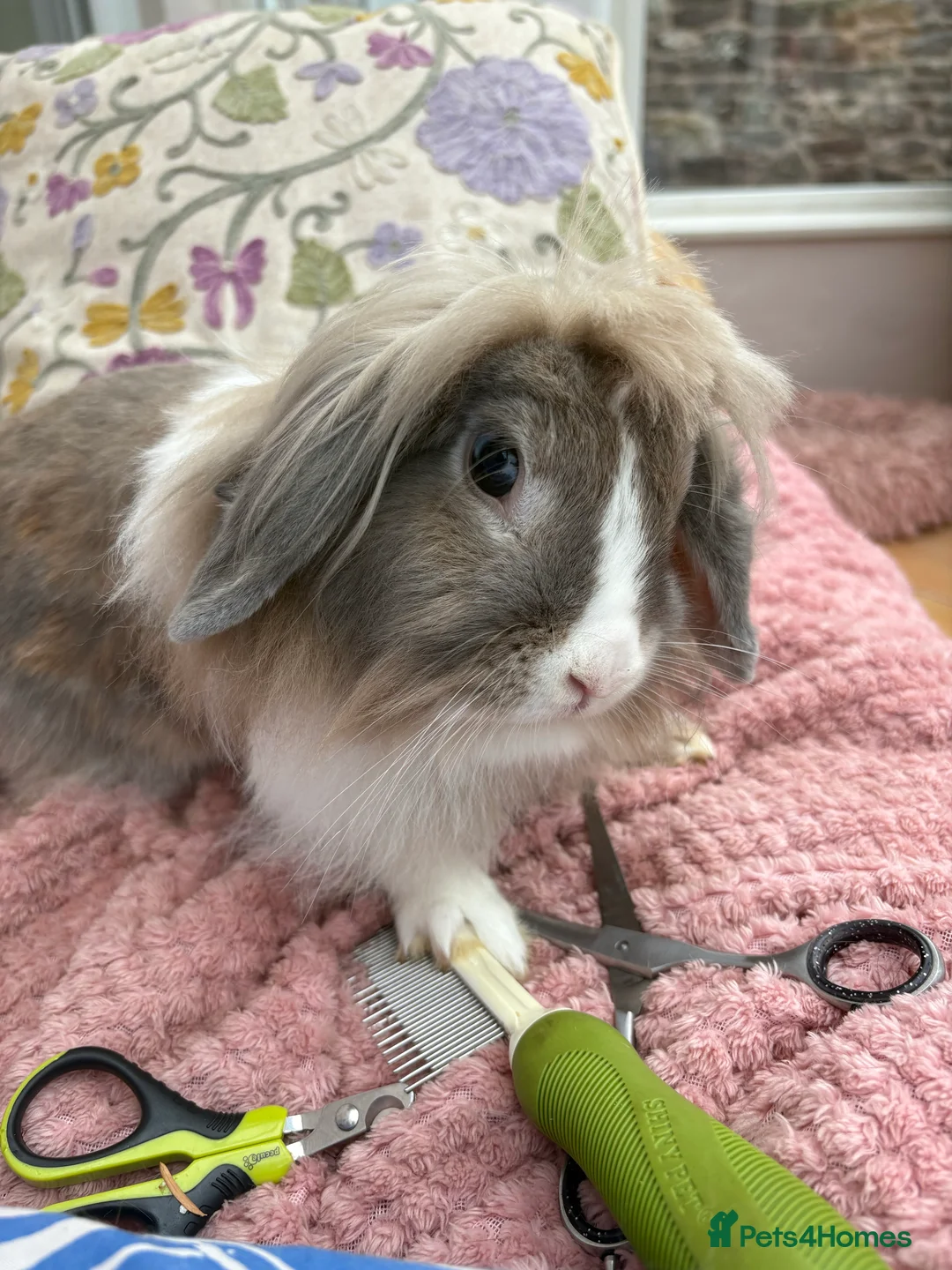 Gallery Image {{count}}