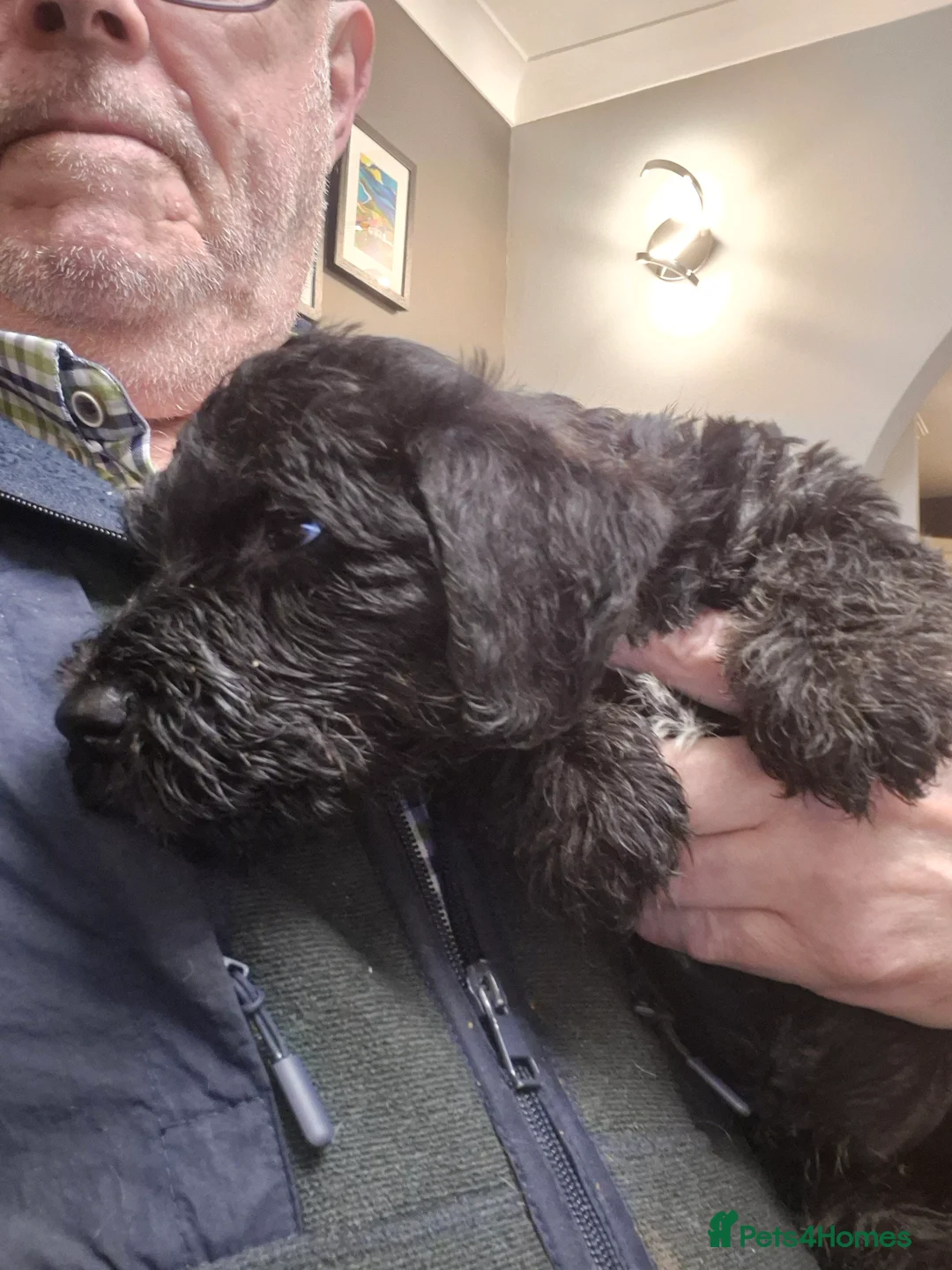 Cesky Terrier dogs for sale: One fab cesky girl for sale - Advert 3