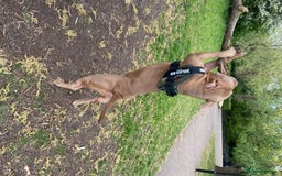 American Bully dogs for stud: American Bully For Stud in London - Image 3