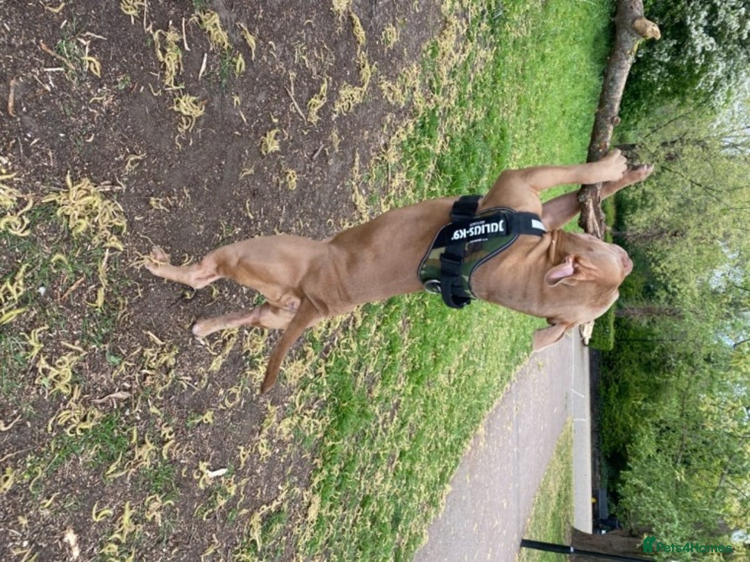 American Bully dogs for stud: American Bully For Stud in London - Image 3