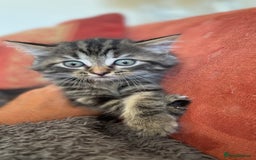 Mixed Breed cats for sale: Two Female 5 month old Kittens Mainecoon mix - Image 4