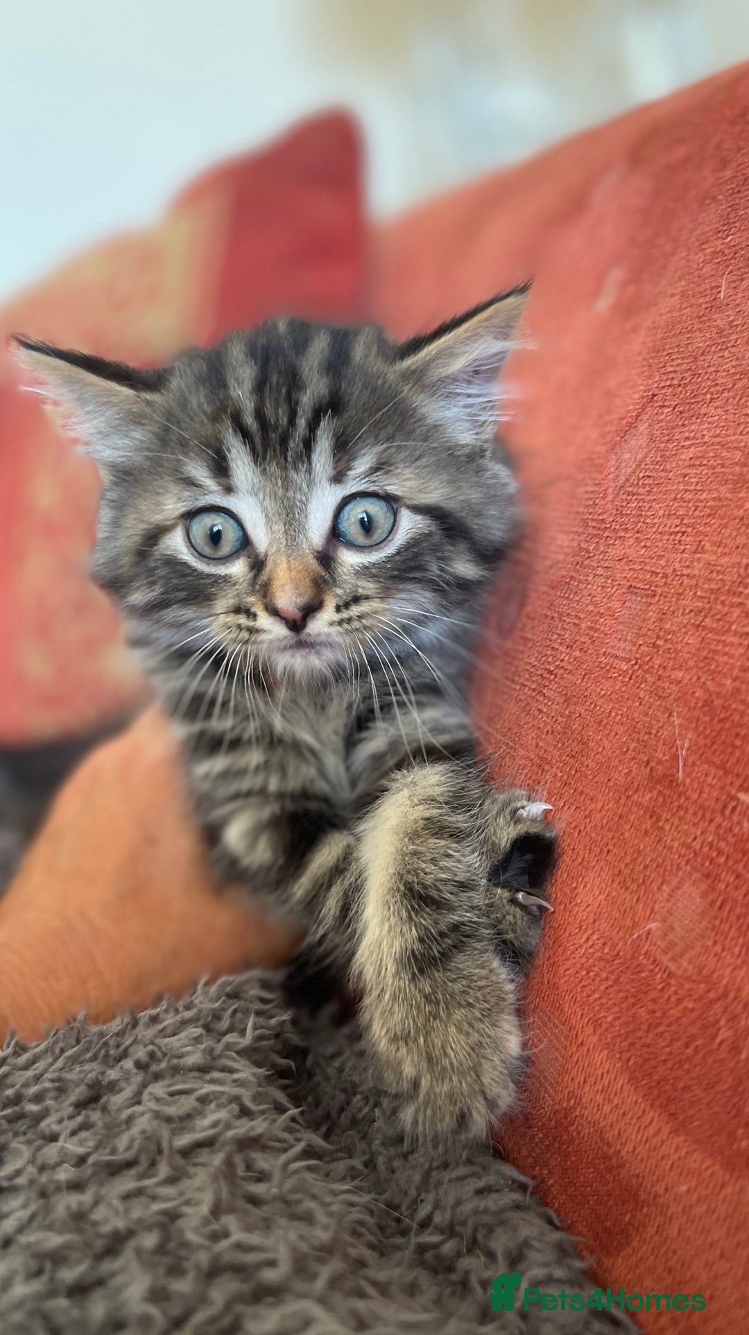 Mixed Breed cats for sale: Two Female 5 month old Kittens Mainecoon mix - Image 4