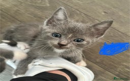 Ragdoll cats for sale: LAST 2 Ragdoll mix kittens - Image 7