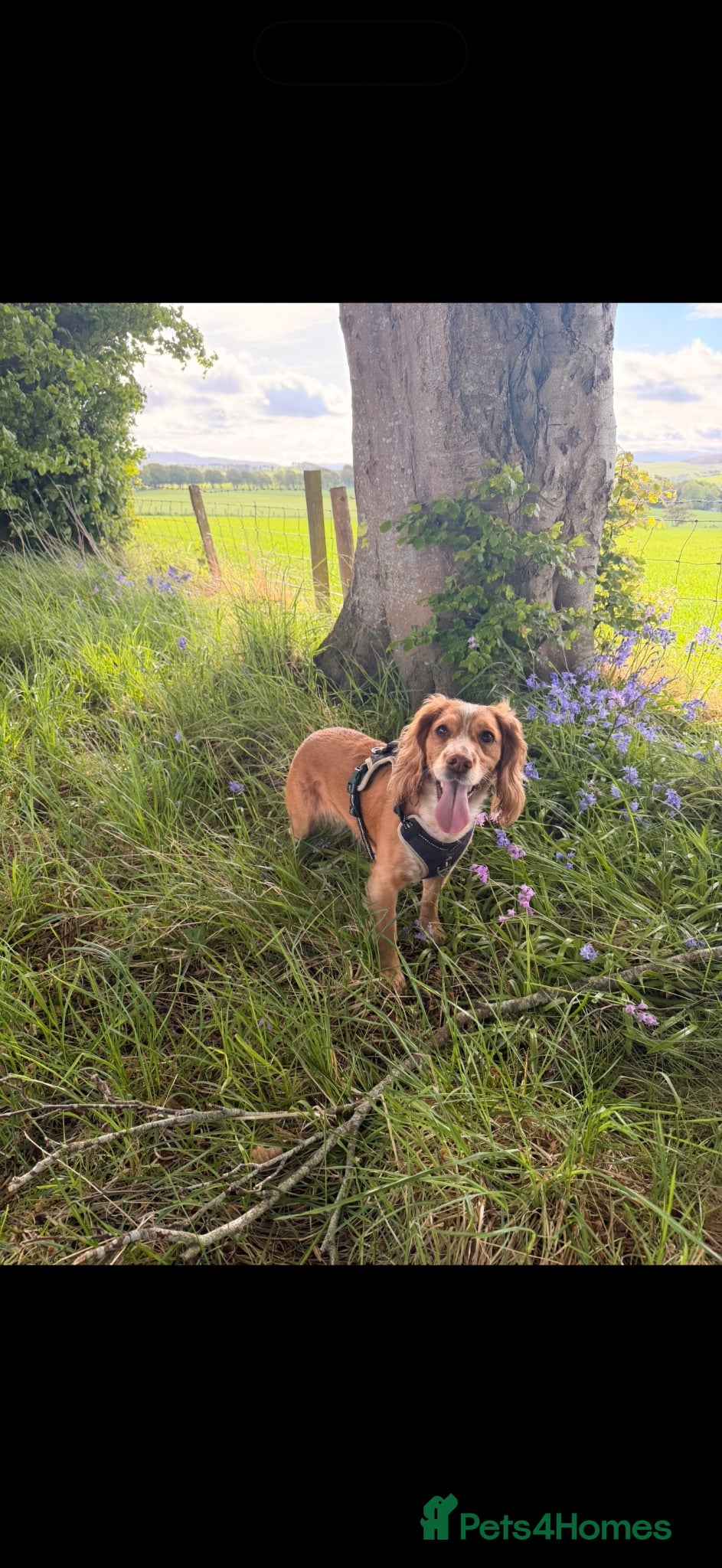 Cocker Spaniel dogs 🐾WAITING LIST- Working Cocker Spaniel Puppies🐾 - Advert 13