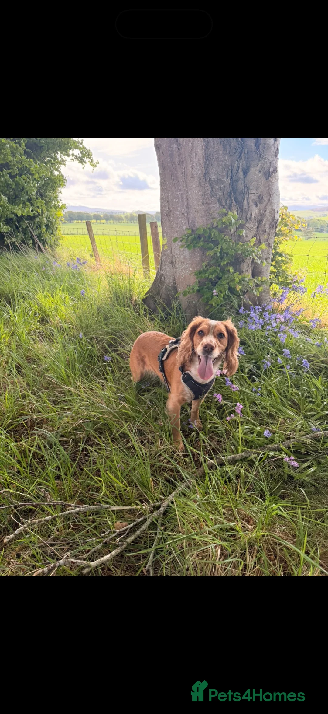 Cocker Spaniel dogs for sale: 🐾WAITING LIST- Working Cocker Spaniel Puppies🐾 - Advert 1
