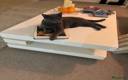Chartreux cats for sale: Very beautiful Chartreux  - Image 1