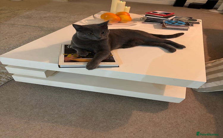 Chartreux cats - Advert 3
