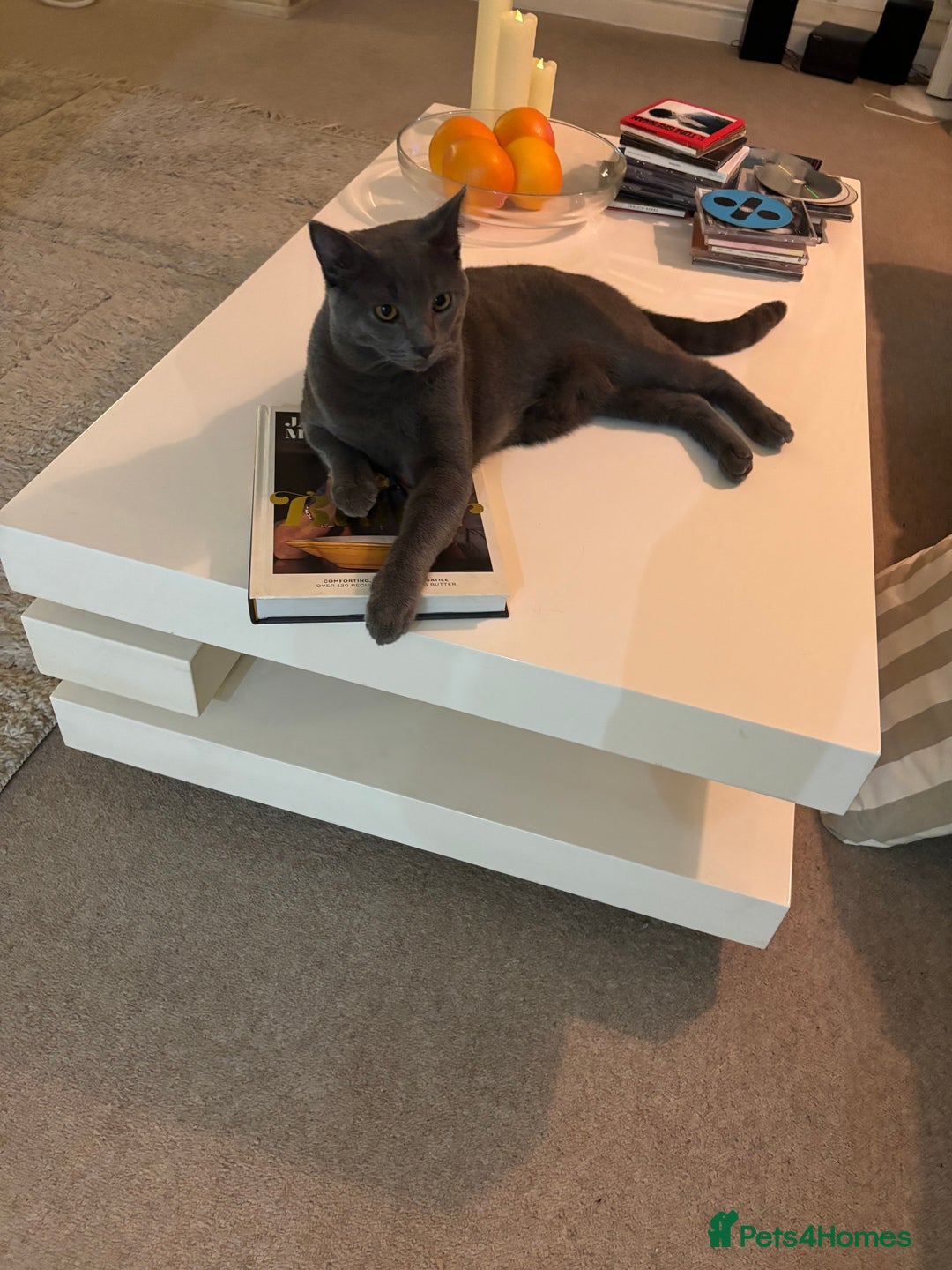 Chartreux cats for sale: Very beautiful Chartreux  - Image 1