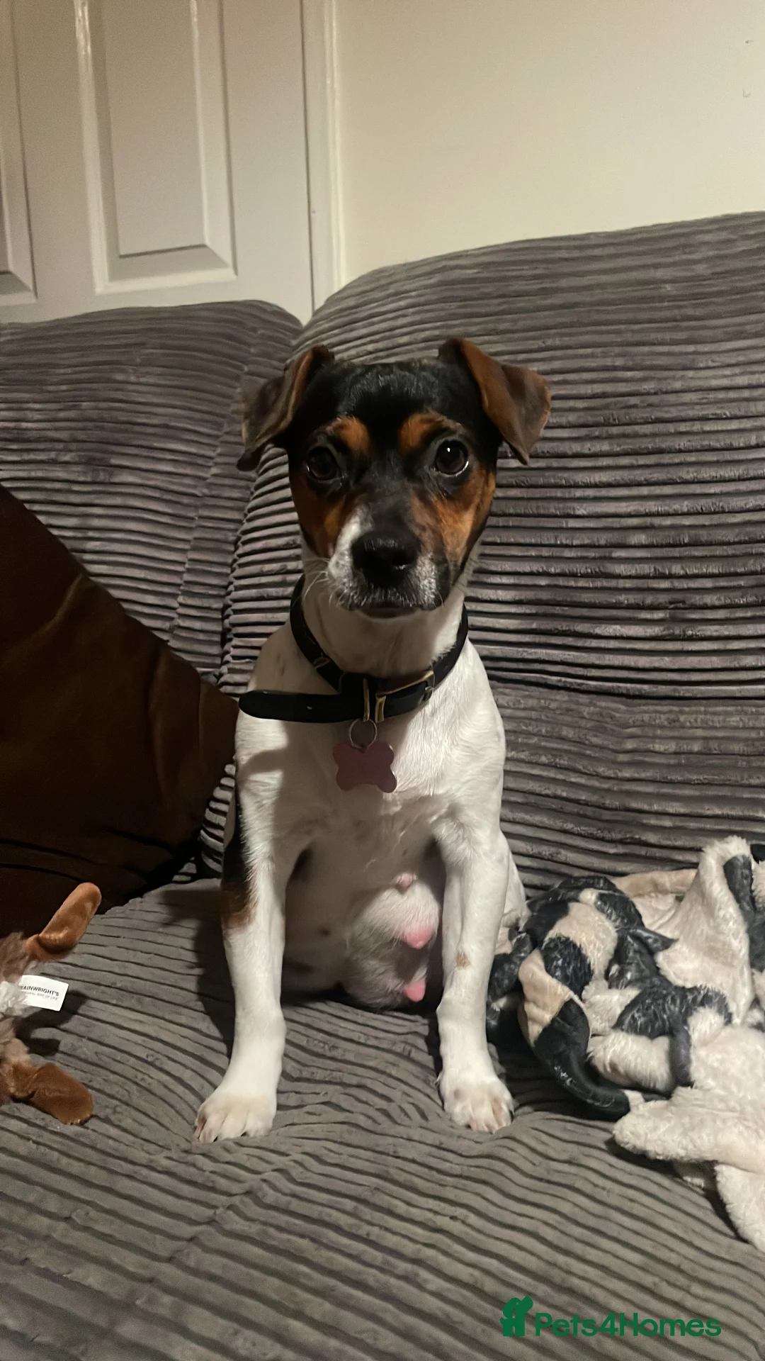 Patterjack dogs for sale: Ready for their forever homes this weekend!! - Advert 1