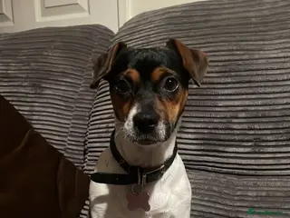 Patterjack dogs Ready for their forever homes this weekend!! - Advert 11