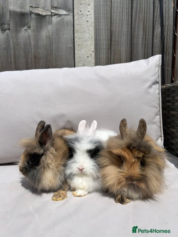 Lionhead rabbits for sale in Dereham - Advert 3