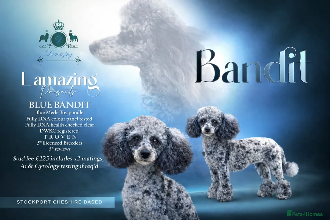 Toy Poodle dogs for stud: 5* health checked merle toy poodle licensed DNA  - Advert 1