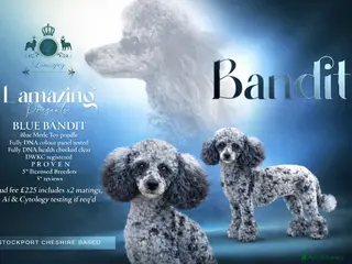 Toy Poodle dogs 5* health checked merle toy poodle licensed DNA - Advert 16
