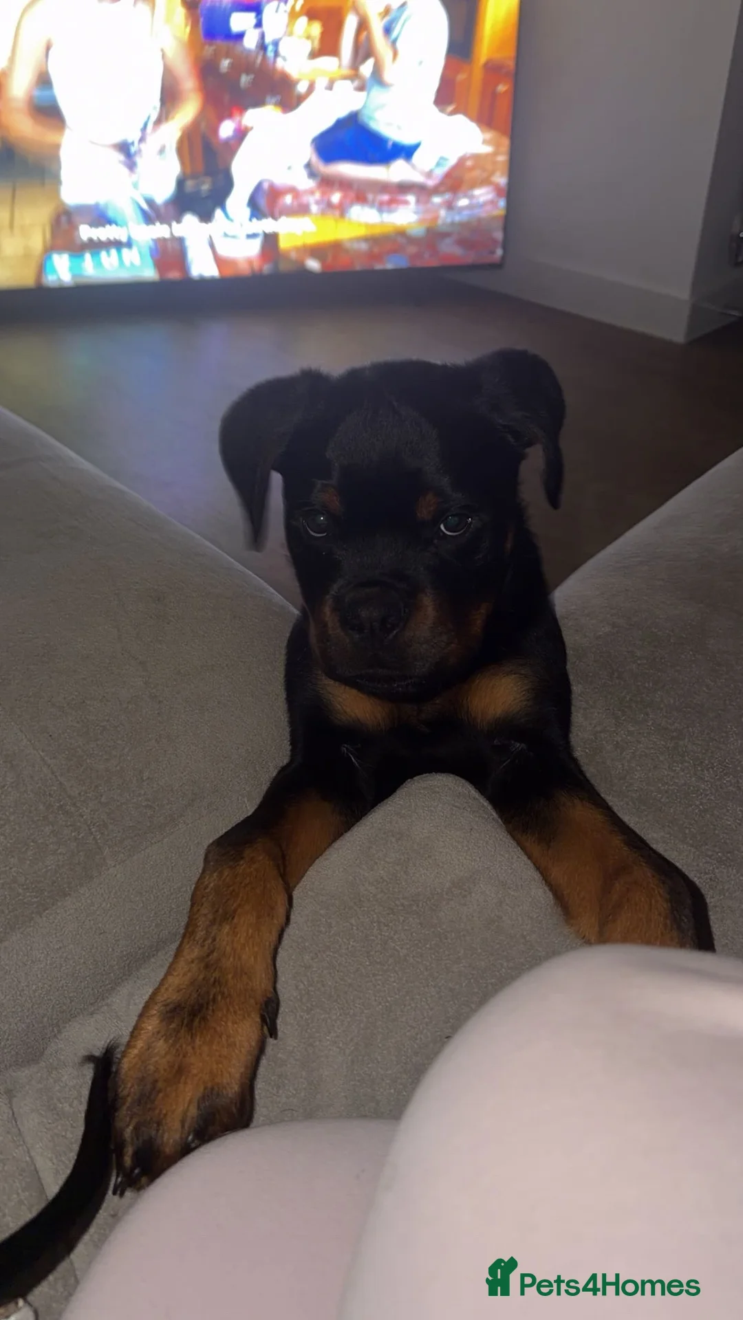 Rottweiler dogs for sale: 7 month old male Rottweiler  in Saltburn-by-the-Sea - Advert 3