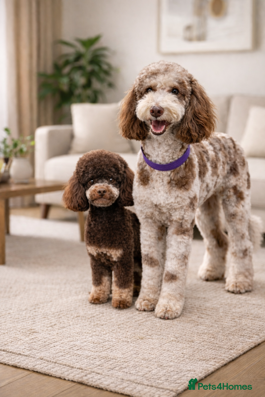 Mixed Breed dogs Luxury Miniature Poodle Puppies Licensed Breeder  - Advert 3
