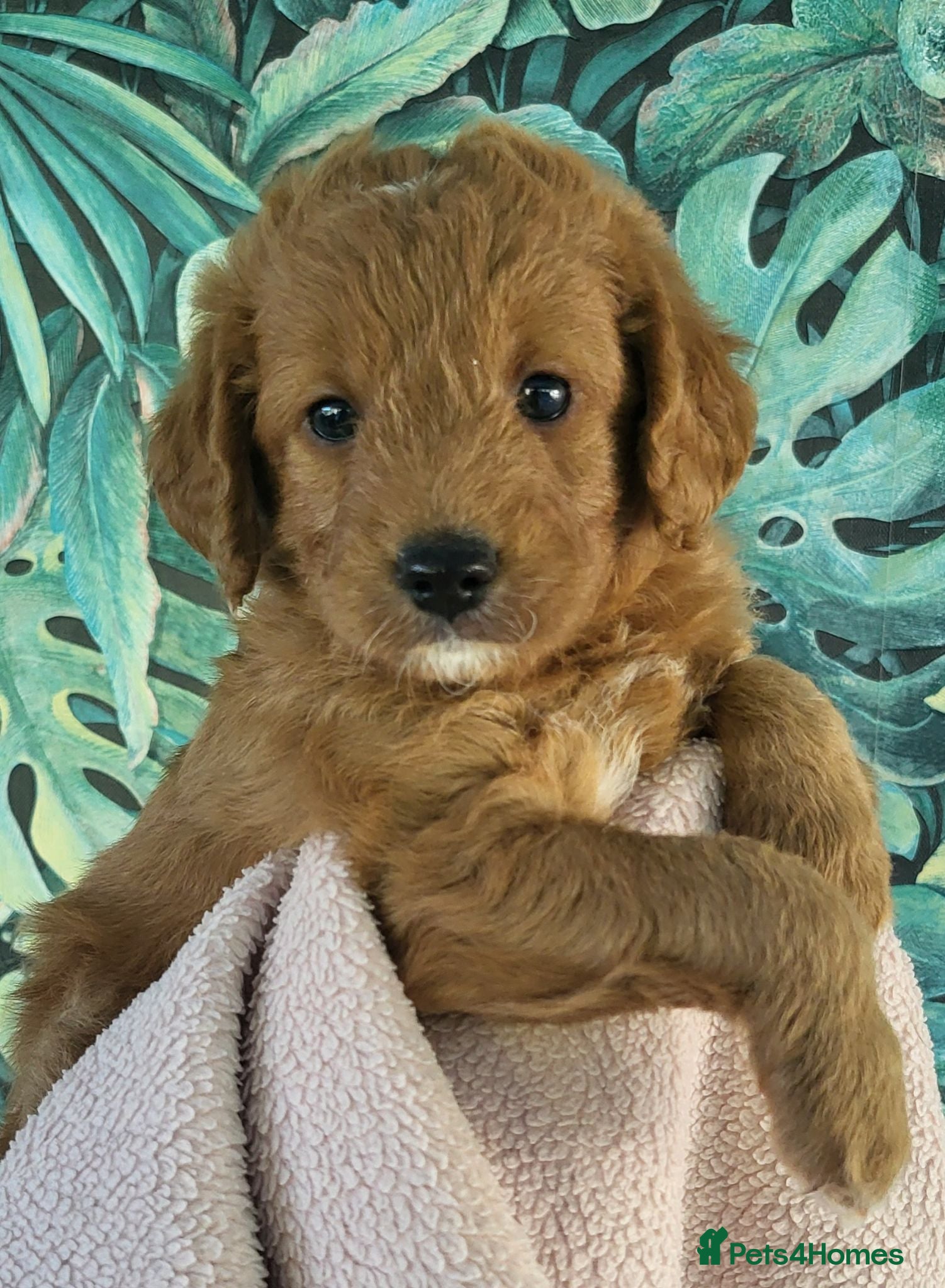 Labradoodle dogs Fabulous Miniature F1b Labradoodles  - Advert 13