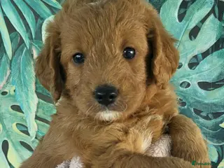 Labradoodle dogs Fabulous Miniature F1b Labradoodles - Advert 13