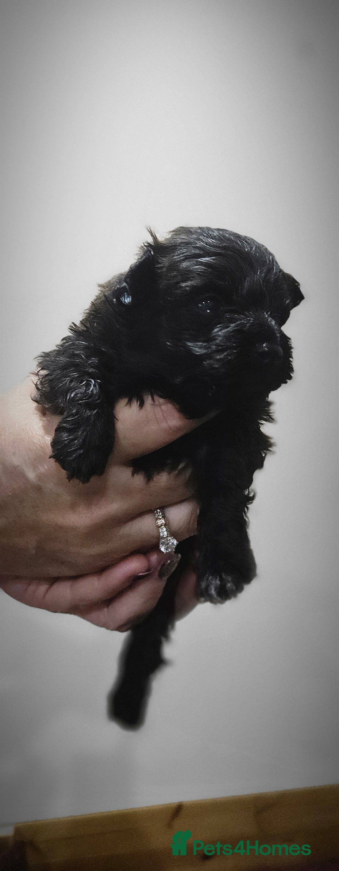 Pomapoo dogs for sale: Pompoo puppies  - Image 7