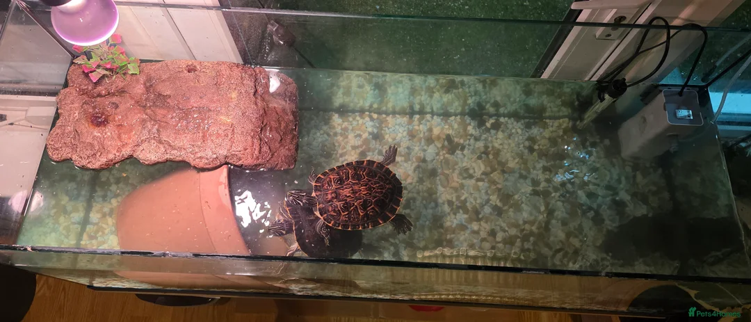 Turtle reptiles for sale: Aquatic turtles for sale. in London - Advert 10