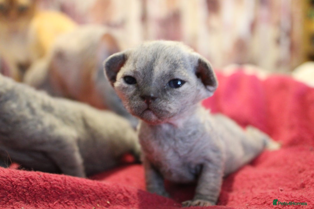 Devon Rex cats for sale: Beautiful GCCF Devon Rex kittens - Image 20