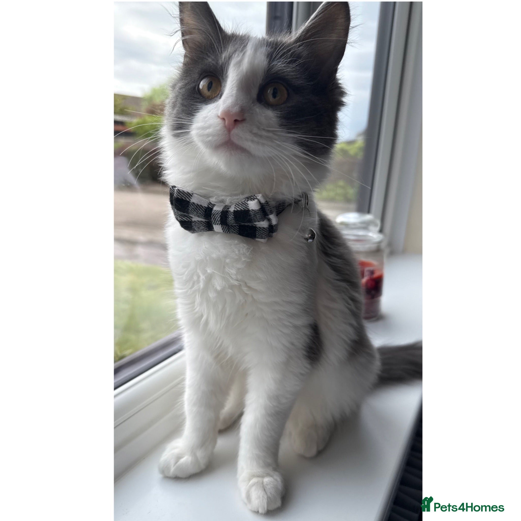 Mixed Breed cats My beautiful boy Bilbo - Advert 3