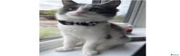Mixed Breed cats for sale: My beautiful boy Bilbo - Advert 1