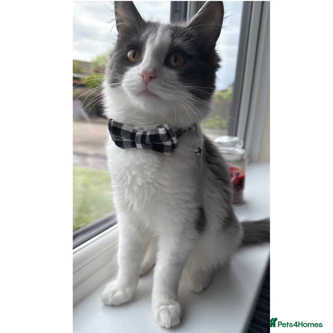 Mixed Breed cats for sale: My beautiful boy Bilbo - Advert 1