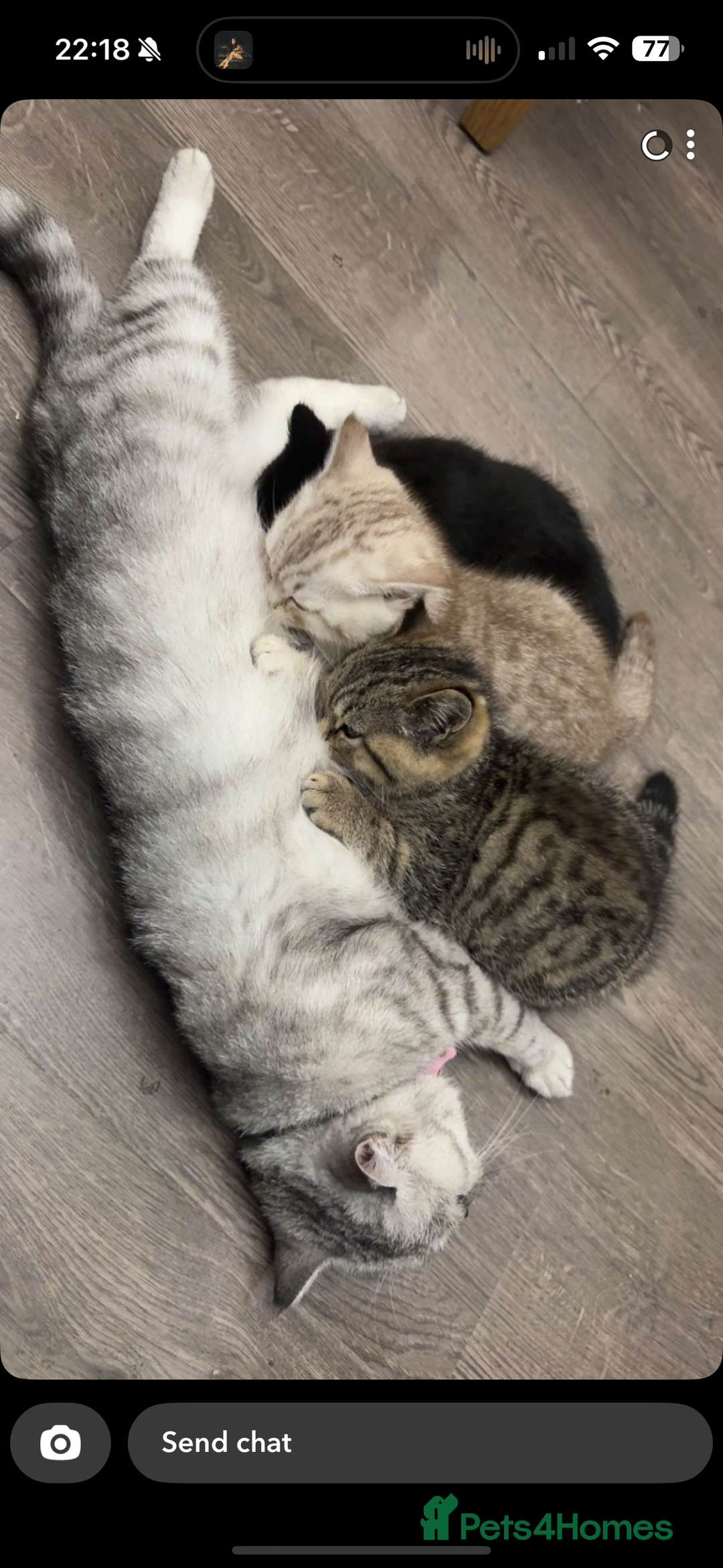 British Shorthair cats for sale: Beautiful BSH Kitten - Nala - Advert 5