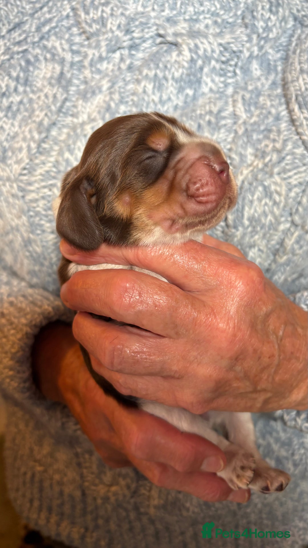 Cocker Spaniel dogs for sale: Show cocker spaniel pups  - Image 2