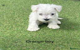 Schnoodle dogs for sale: Stunning litter of Schnoodle pups - Image 15