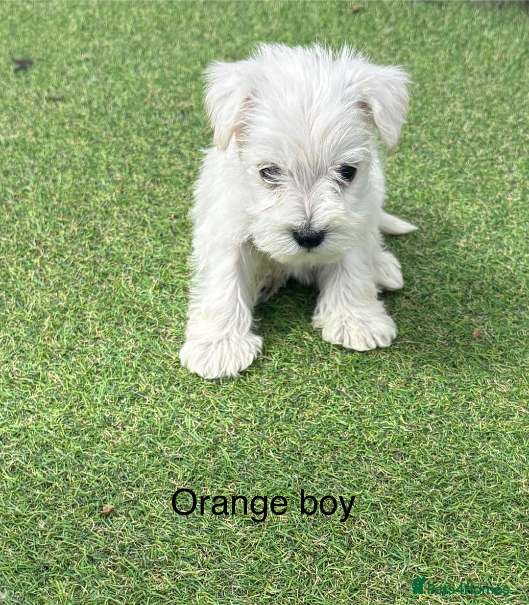 Schnoodle dogs for sale: Stunning litter of Schnoodle pups - Image 15