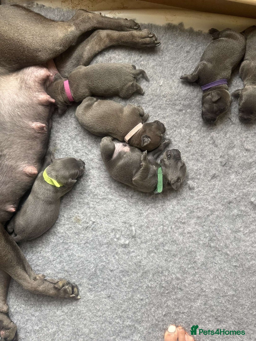 Staffordshire Bull Terrier dogs for sale: Beautiful kc blue staff pups by pharaon Bullscaff - Image 8