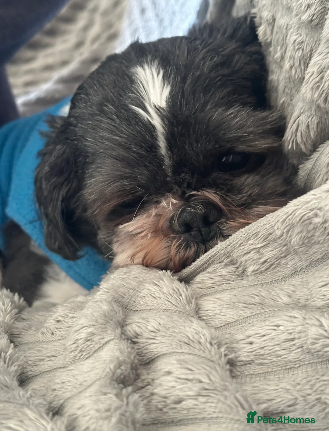 Shih Tzu dogs for sale: Beautiful male Shih Tzu. - Advert 2