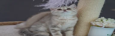 Marble lilac 