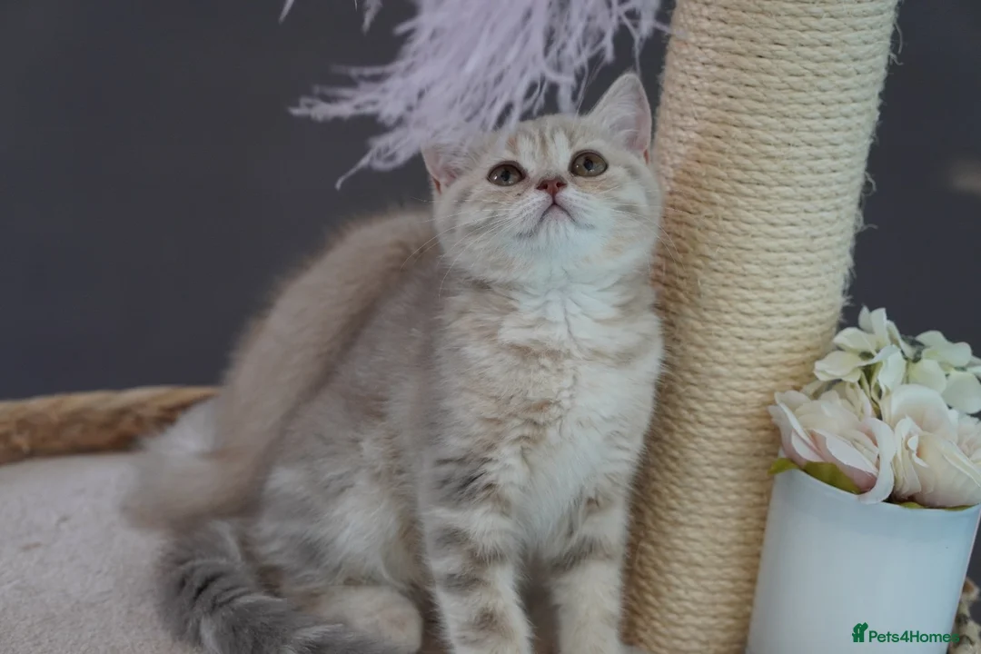 Scottish Fold cats for sale: 🌸beautiful long hair and short haired kittens🌸 - Advert 17